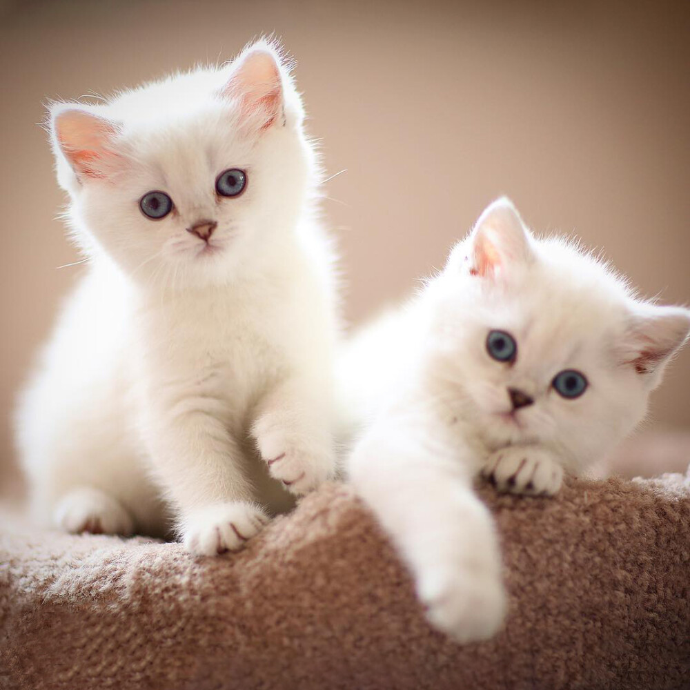 狗狗称体重——宠物护理人员的温馨日常